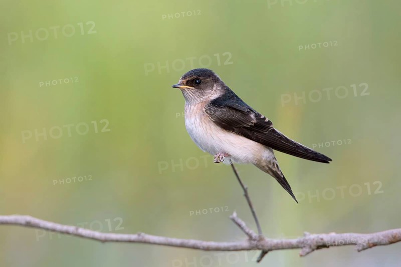 Tree Martin (Petrochelidon nigricans) juvenle, Victoria, Australia