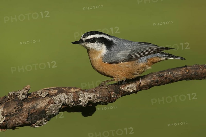 Red-breasted Nuthatch (Sitta canadensis), Ohio, USA