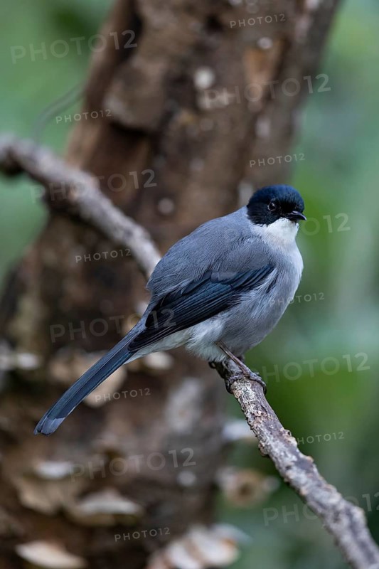 Black-headed Sibia (Heterophasia desgodinsi desgodinsi) perched on a branch, Yunnan, China