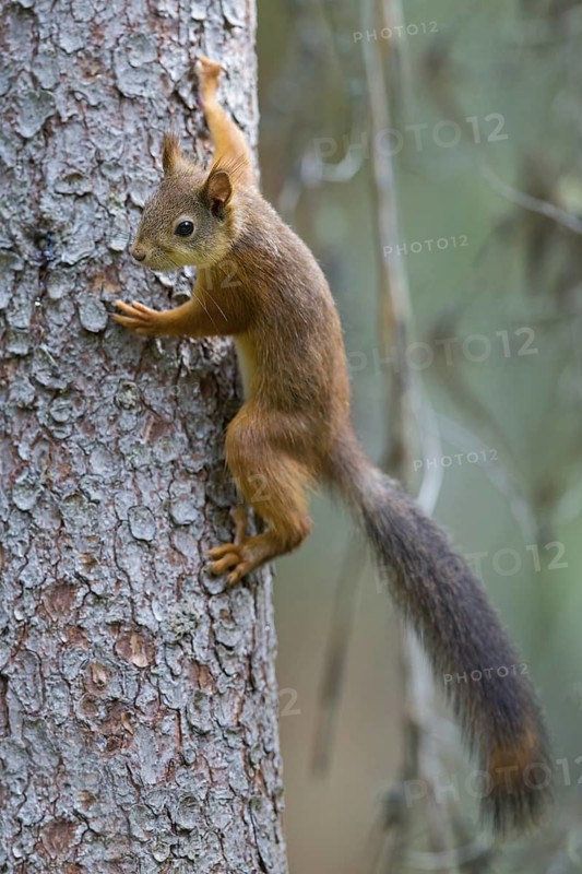 Squirrel, animals, mammals, climbs on tree, (Sciurus vulgaris vulgaris), squirrel, Lentiira, Lentiira Kuhmo, Finland