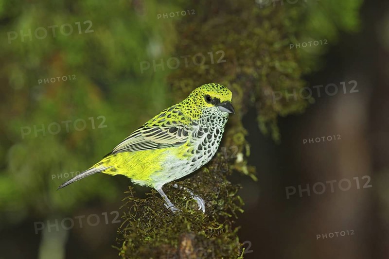 Speckled Tanager Tangara guttata Las Cruces OTS Station, San Vito, Costa Rica 4 November Adult Thraupidae