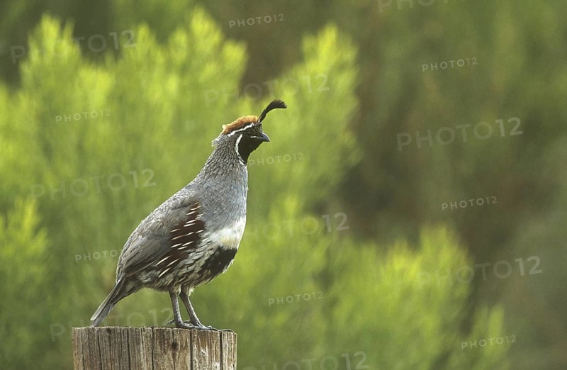 Gambel's Quail (Callipepla gambelii) male, Arizona, USA