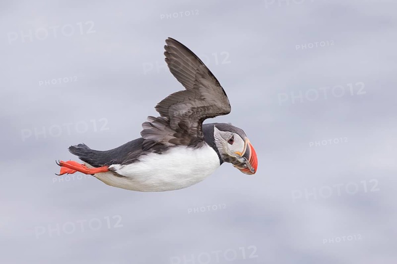 Atlantic Puffin (Fratercula arctica) flying, Grimsey Island, Iceland
