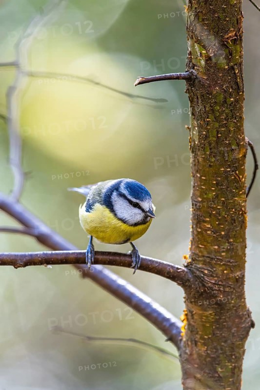Blue Tit, Cyanistes Caeruleus, bird in forest