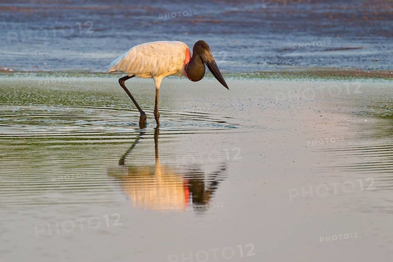 Large bird standing in the water with reflection on the surface, Jabiru (Jabiru mycteria), Pantanal, Mato Grosso, Brazil