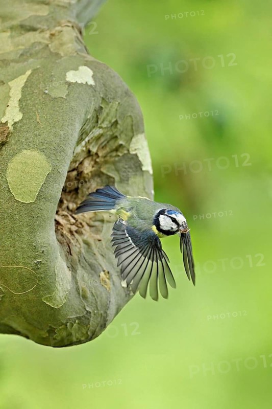 Blue tit (Parus caeruleus), taking off from the breeding den, Canton Zug, Switzerland