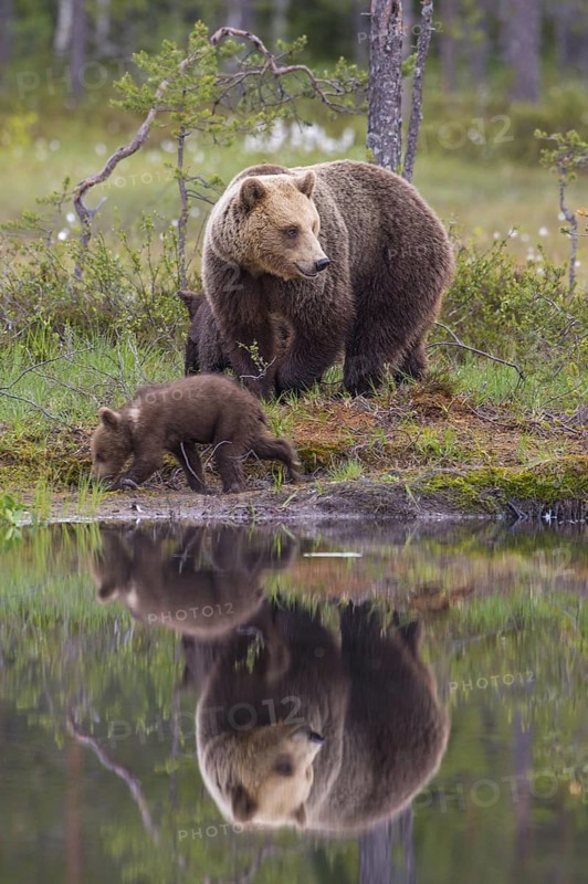 Eurasian Brown Bear (Ursus arctos) mother with cubs, Finland