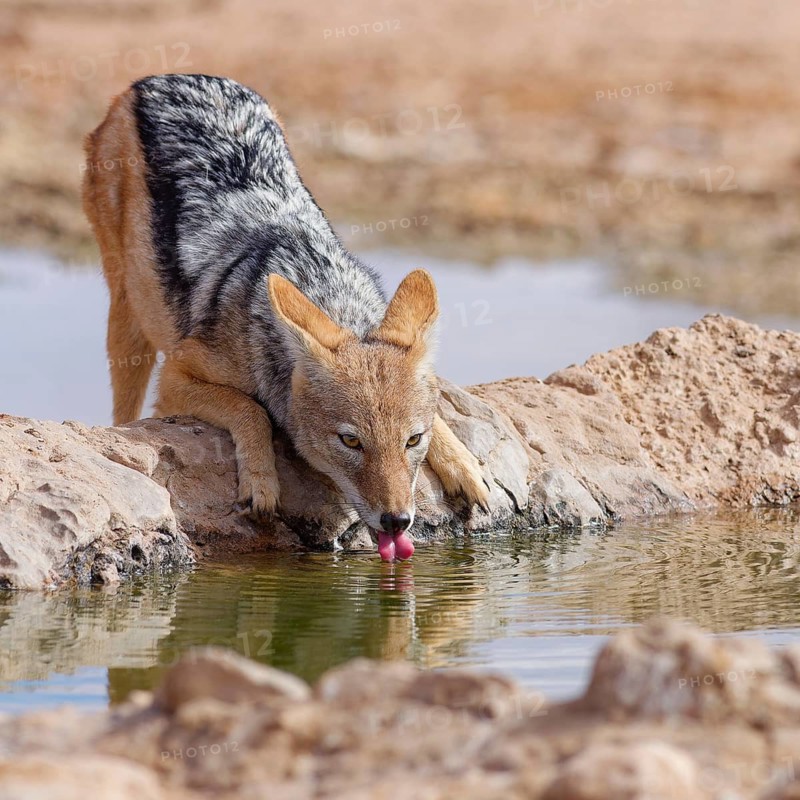 Black-backed jackal (Lupulella mesomelas), adult animal, drinking at a waterhole, facing camera, Kgalagadi Transfrontier Park, Northern Cape, South Africa