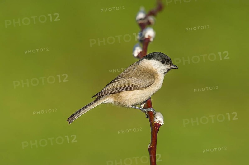 Swamp tit (Parus palustris) Marsh Tit • Baden-Württemberg, Germany, Baden-Württemberg, Federal Republic of Germany