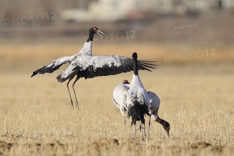 Black-necked Crane (Grus nigricollis), Tibet, China