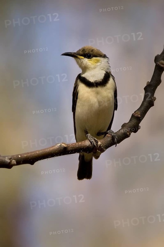 Banded Honeyeater (Cissomela pectoralis) juvenile, Western Australia, Australia