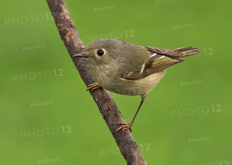 Ruby-crowned Kinglet (Regulus calendula)