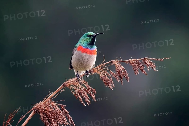 Cape Sunbird (Cinnyris chalybeus), adult, male, in perch, Kirstenbosch Botanical Gardens, Cape Town, South Africa