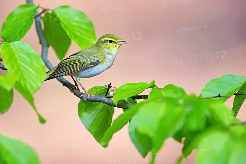 Wood warbler, (Phylloscopus sibilatrix), animals, birds, biotope, perch, songbirds, family of warblers, district Neustadt an der Weinstra, Rhineland-Palatinate, Federal Republic of Germany