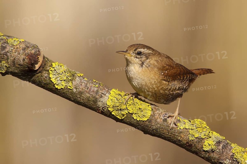 Eurasian Wren (Troglodytes troglodytes), Utrecht, Netherlands