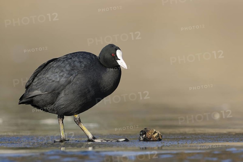 Eurasian Coot (Fulica atra), North Rhine-Westphalia, Germany