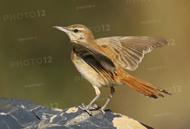 Rufous-tailed Scrub Robin (Cercotrichas galactotes), Alcoutim, Portugal