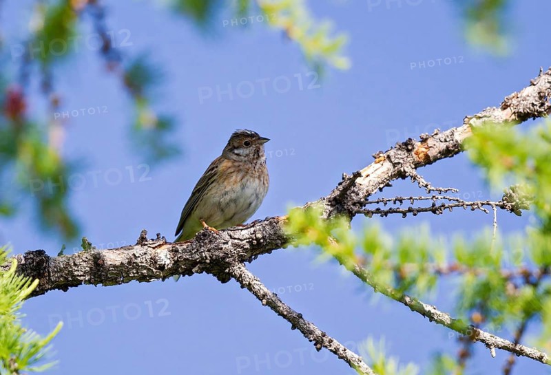 Pine Bunting (Emberiza leucocephalos) female, Huvsgol, Mongolia