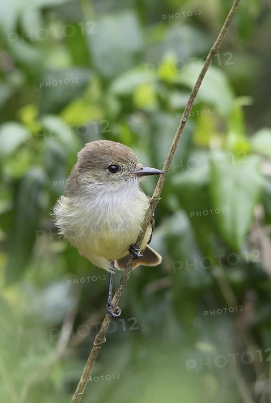 Galapagos Flycatcher (Myiarchus magnirostris), Galapagos, Ecuador