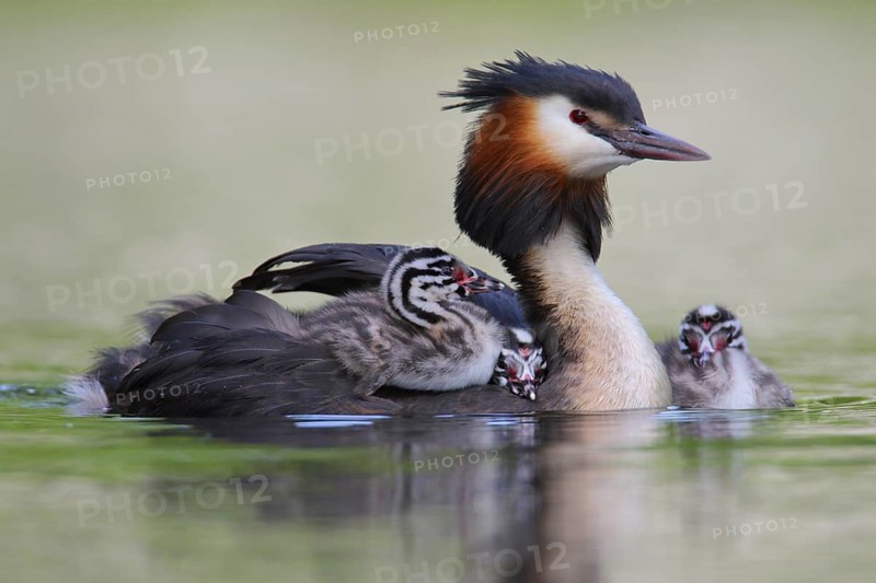 Great Crested Grebe (Podiceps cristatus) with chicks, North Rhine-Westphalia, Germany