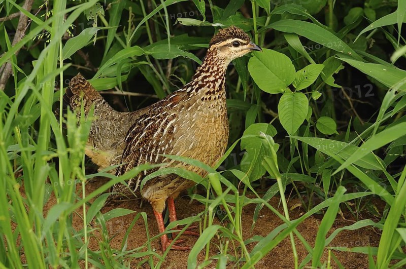 Crested Francolin (Dendroperdix sephaena), Tsavo East National Park, Kenya