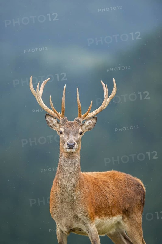 Red deer (Cervus elaphus) stag, portrait, tirol, Kitzbühel, Wildpark Aurach, Austria