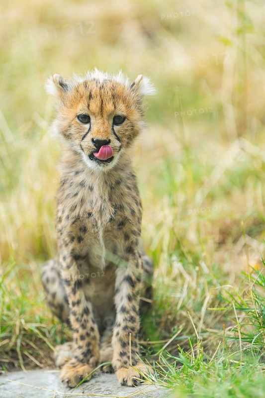 Cheetah (Acinonyx jubatus) youngster sitting on the ground, captive, occurrence Africa