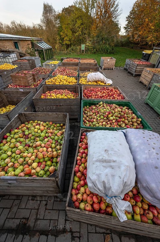 Boxes of fruit delivered to the yard of a cidery, Mecklenburg-Vorpommern, Germany