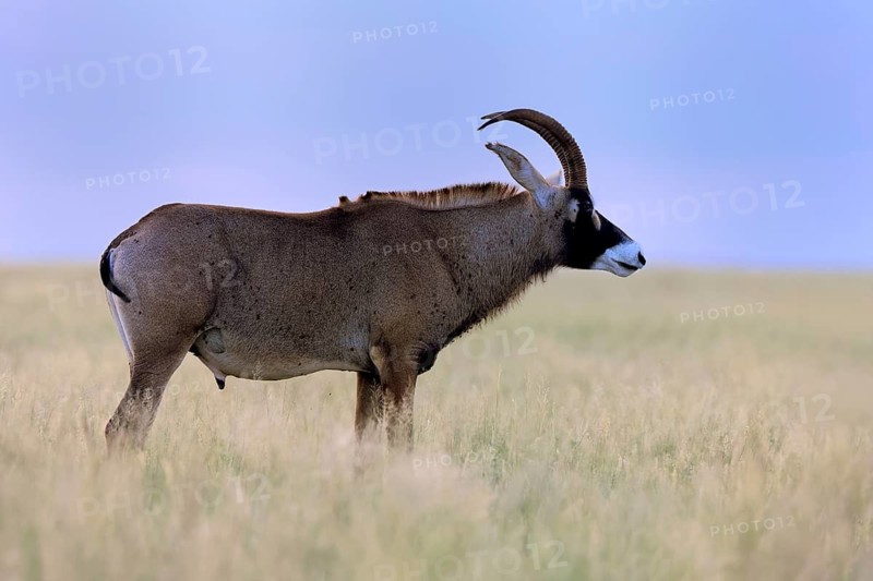 Roan antelope (Hippotragus equinus), adult, male, alert, Mokala National Park, Northern Cape, South Africa