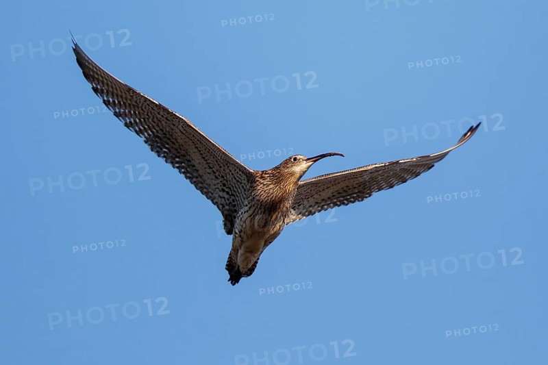 Eurasian Curlew (Numenius arquata) flying, North Rhine-Westpalia, Germany