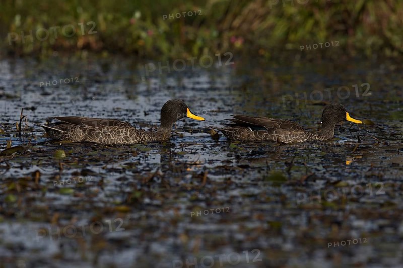 Yellow-billed Duck (Anas undulata ruppelli) pair, Bale Mountains National Park, Ethiopia