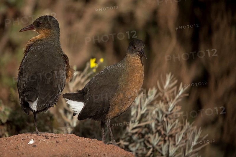 Rouget's Rail (Rougetius rougetii) pair, Bale Mountains National Park, Ethiopia