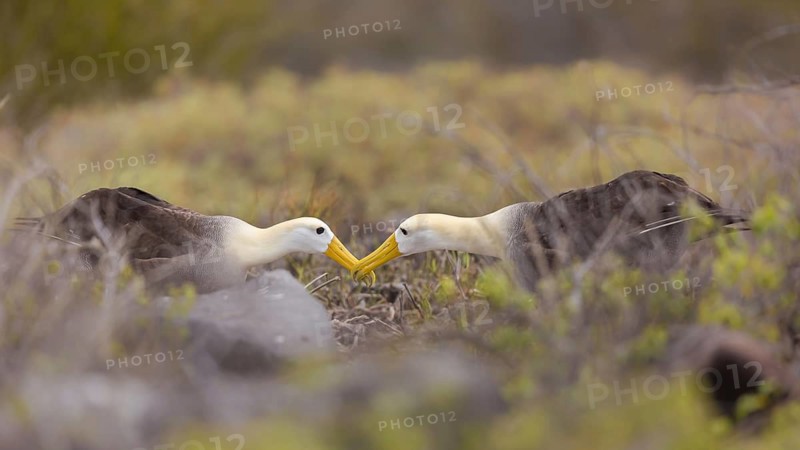 Waved Albatross (Phoebastria irrorata) pair in courtship display, Galapagos, Ecuador