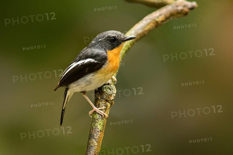Rufous-chested Flycatcher (Ficedula dumetoria) male perched on a branch, Selangor, Malaysia