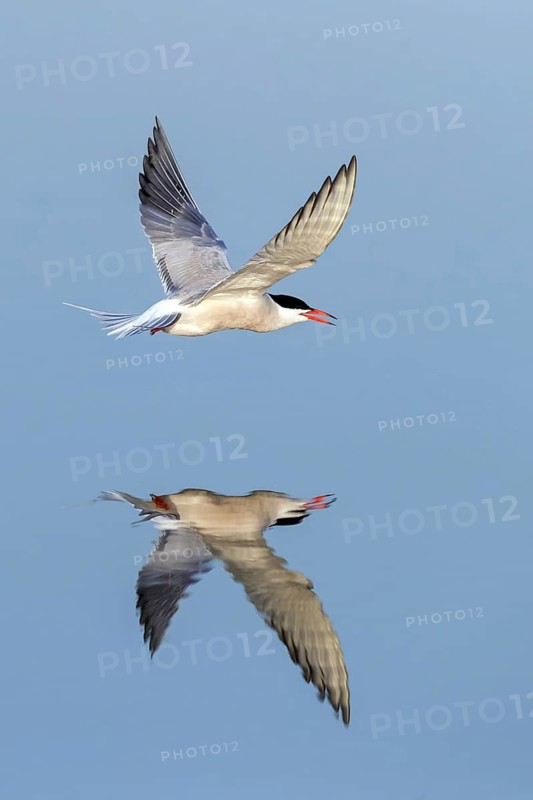 Common Tern, Common Tern, Common Tern, (Sterna hirundo), family of terns, biotope, foraging, flight recording, Lesbos, Lesbos Island, Greece