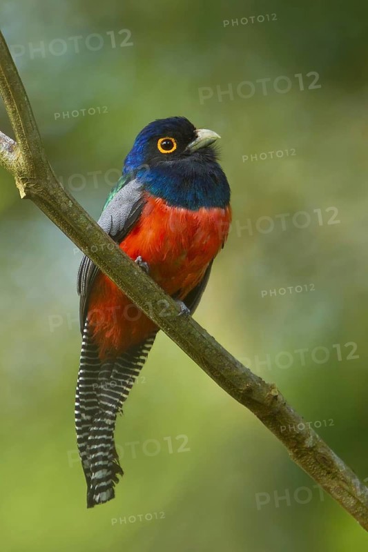 Blue-crowned Trogon (Trogon curucui), Manu National Park, Peru