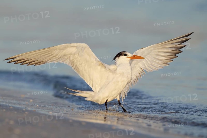 Royal Tern (Thalasseus maximus), Florida, USA
