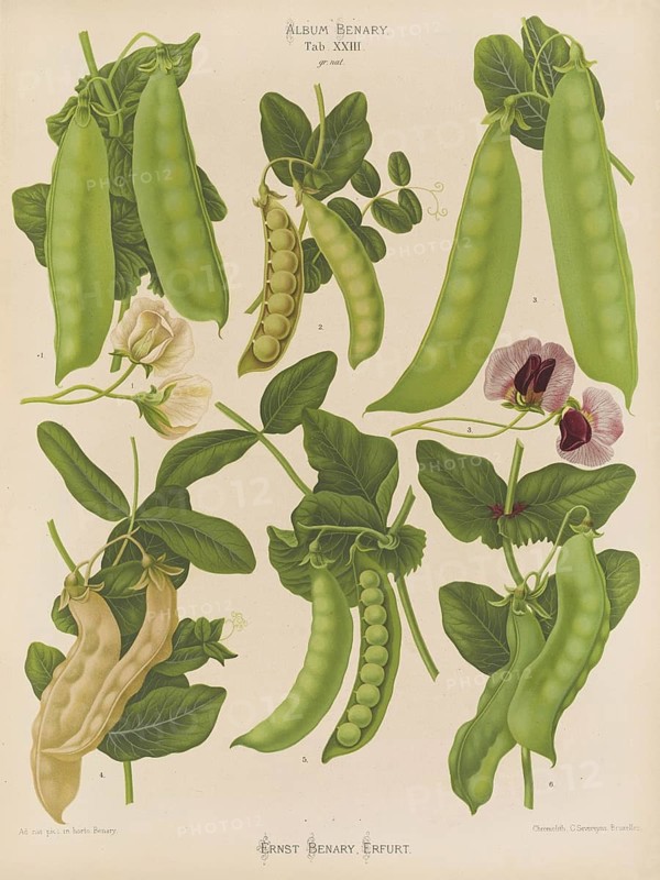 Vegetables, sweet peas, shelling peas, peas, after Ernst Samuel Benary (10 November 1819, 19 February 1893), Hessian horticulturalist, Historical, digitally restored reproduction from a 19th century original, Record date not stated