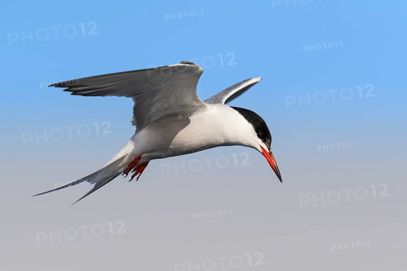 Common Tern (Sterna hirundo) flying, Eilat, Israel