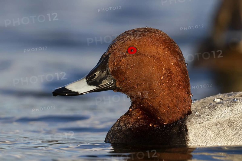 Common Pochard (Aythya ferina) male, Bavaria, Germany