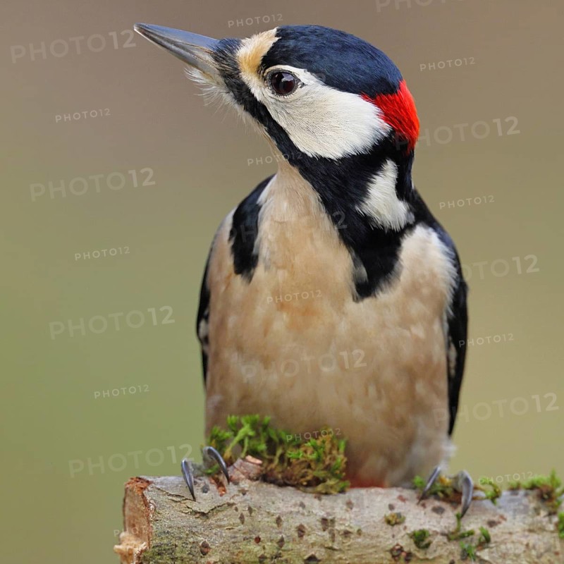 Great spotted woodpecker (Dendrocopos major), male, foraging on a branch covered with moss and lichen in the forest, animal portrait, Wilnsdorf, North Rhine-Westphalia, Germany