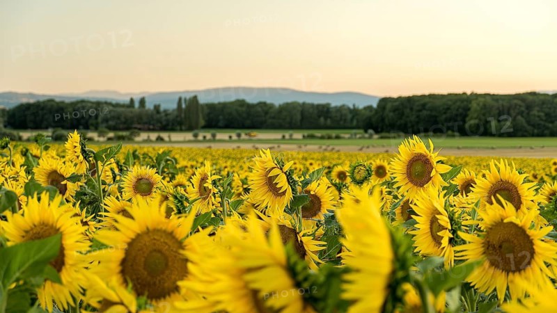 A vibrant sunflower field basks in the golden glow of sunset in Geneva, Swiss. Bright yellow blooms stretch across the landscape, with distant mountains framed by a hazy sky