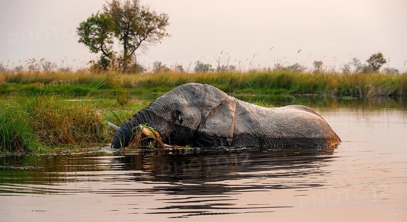 African elephant (Loxodonta africana) grazing in the swamp, Xakanaxa Lagoon, Okavango Delta, Moremi Game Reserve, Botswana