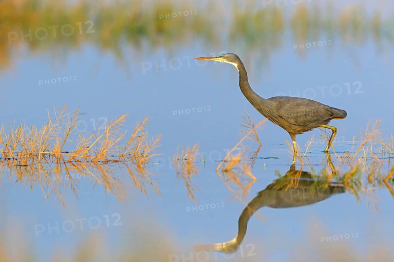 Heron, (Egretta gularis), heron, animals, birds, biotope, habitat, foraging Salalah, Raysut, Dhofar, Oman