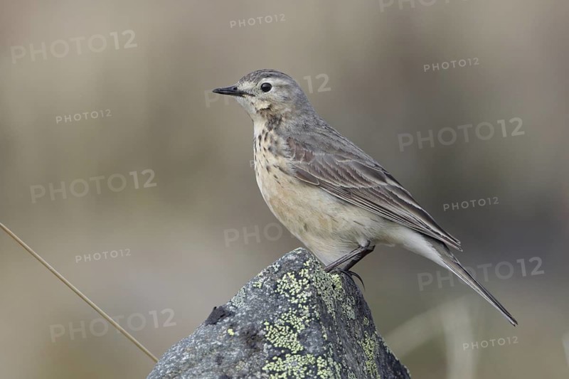 Buff-bellied Pipit (Anthus rubescens), Alaska, USA