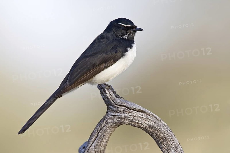 Willie Wagtail (Rhipidura leucophrys), Queensland, Australia
