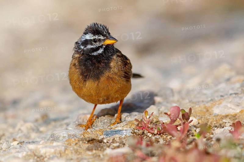 Africa, Oman, cinnamon-breasted bunting (Emberiza tahapisi), Tawi Atayr, Salalah, Dhofar, Oman