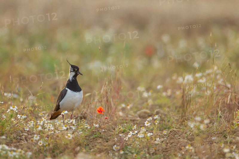 Northern lapwing or Green plover (Vanellus vanellus) adult wading bird in an arable field with wild flowers in summer, Suffolk, England, United KIngdom