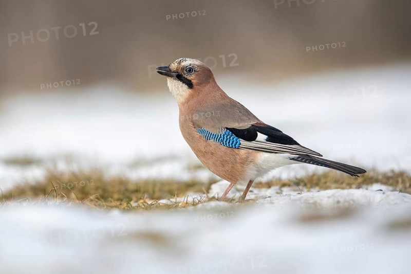 Eurasian Jay (Garrulus glandarius) perched on snowy ground, Poland