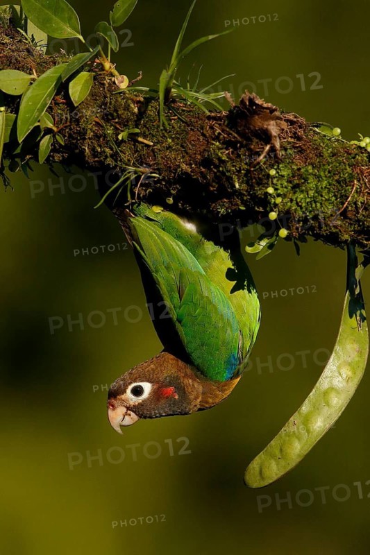 Brown-hooded Parrot (Pyrilia haematotis), Costa Rica